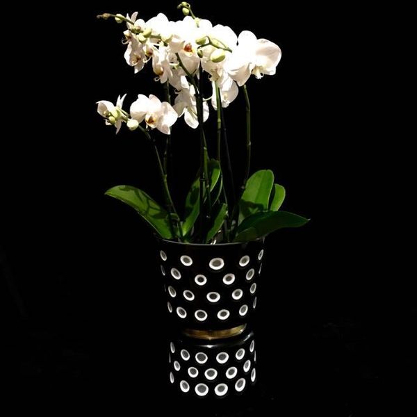 Dauerbegrünung und Blumenschmuck für Firmen von Blumen Flaschka (7)