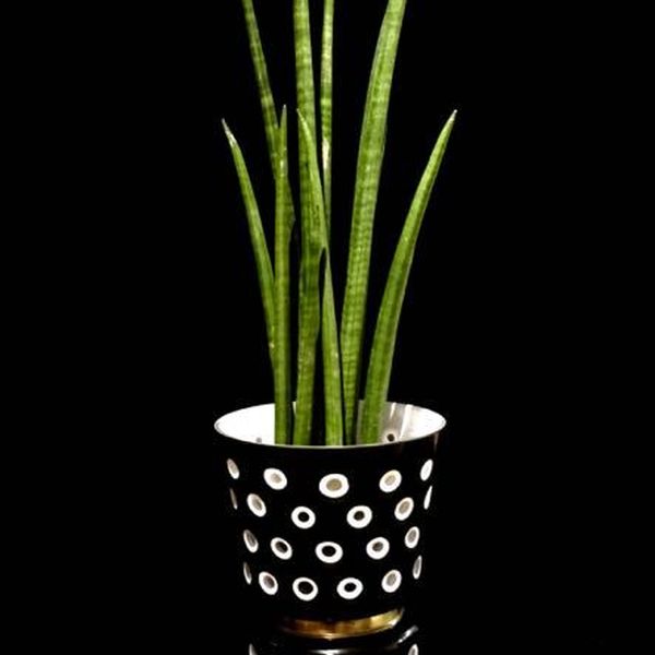Dauerbegrünung und Blumenschmuck für Firmen von Blumen Flaschka (9)