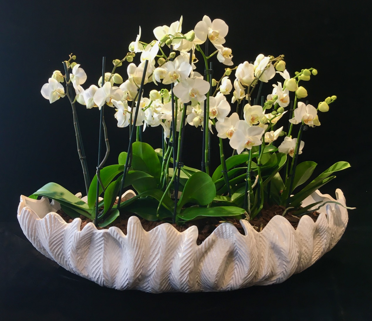 Weiße Orchideen in einer geschwungenen Schale als Tischdekoration