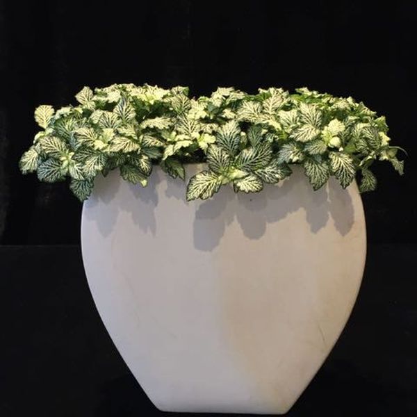 Blumenschmuck für Events und Messen von Blumen Flaschka in Augsburg (7)