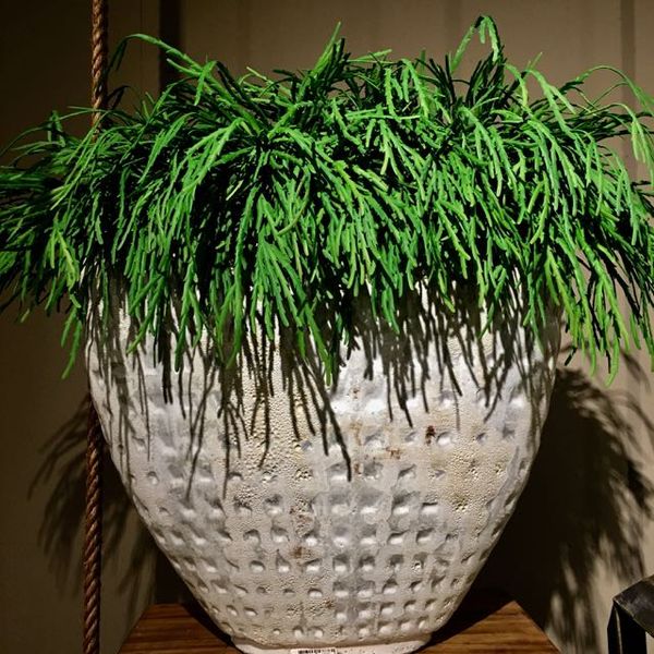 Blumenschmuck für Events und Messen von Blumen Flaschka in Augsburg (11)
