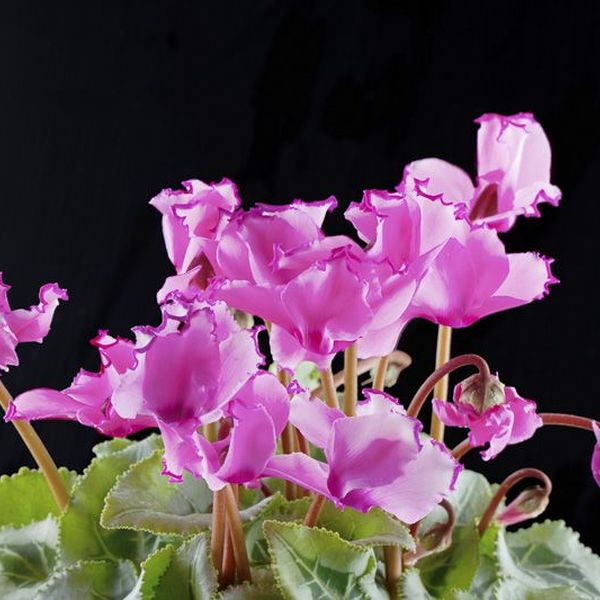 Florale Inspiration von Blumen Flaschka in Augsburg (5)