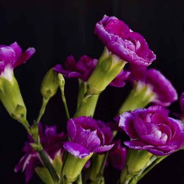 Florale Inspiration von Blumen Flaschka in Augsburg (6)