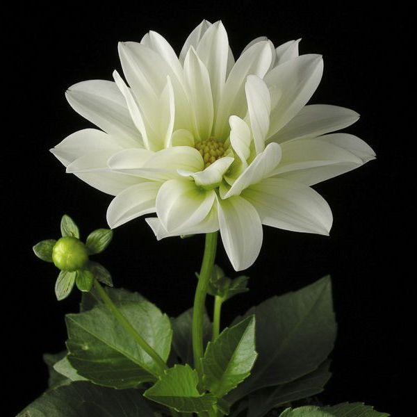 Florale Inspiration von Blumen Flaschka in Augsburg (8)