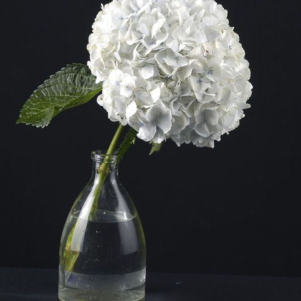 Florale Inspiration von Blumen Flaschka in Augsburg (13)