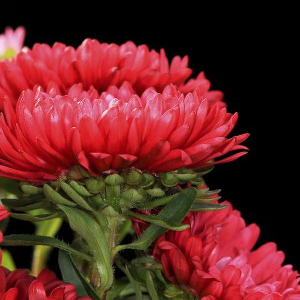 Florale Inspiration von Blumen Flaschka in Augsburg (14)